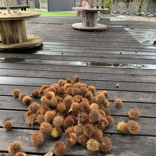 秋みーつけた画像