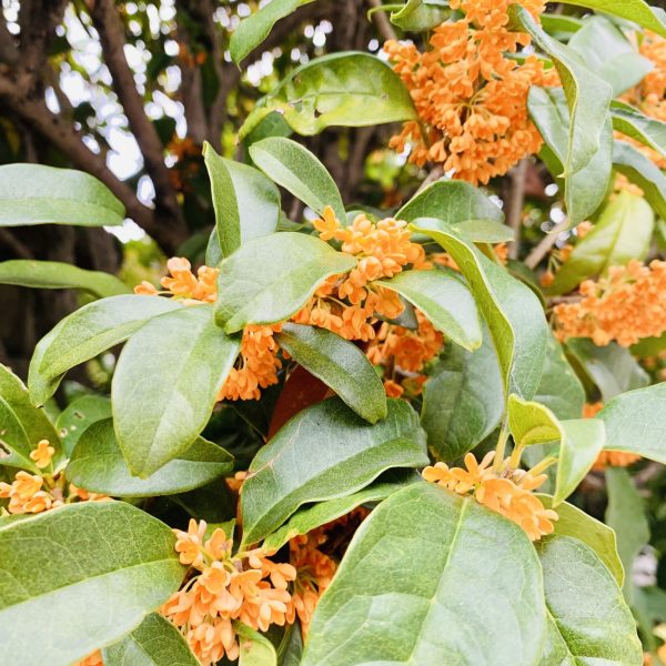 クンクン笑画像