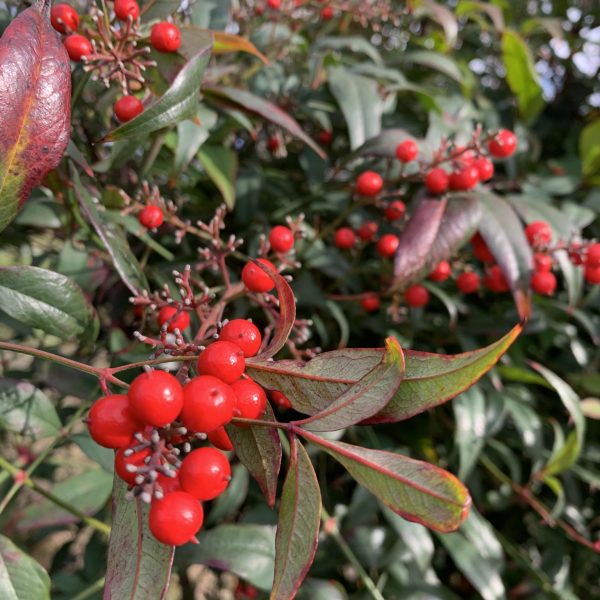 ありがとうございます画像