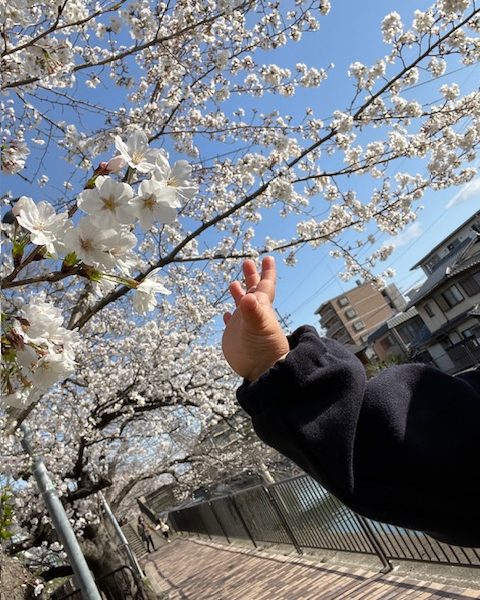 桜がきれいに咲いてますね画像